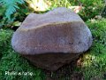 Phellinus hartigii-amf1542